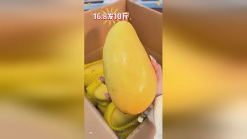 海南金煌芒 优质农产品的鲜美代表